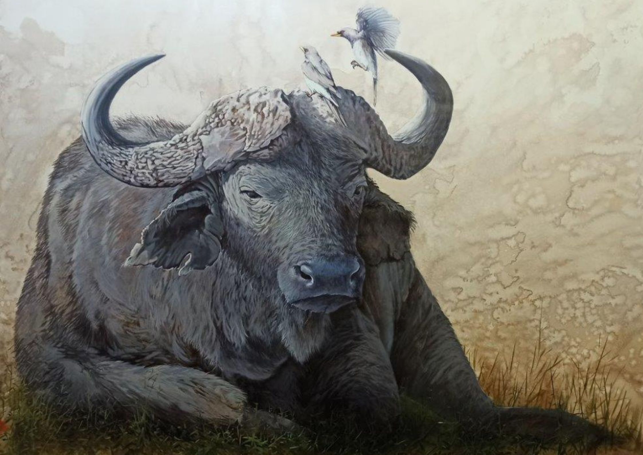 buffalo III, African savannah series-1